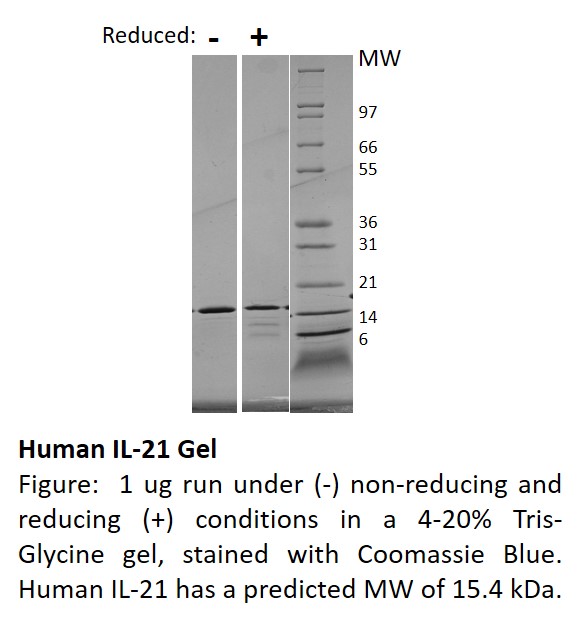 Human Interleukin-21 (AF)