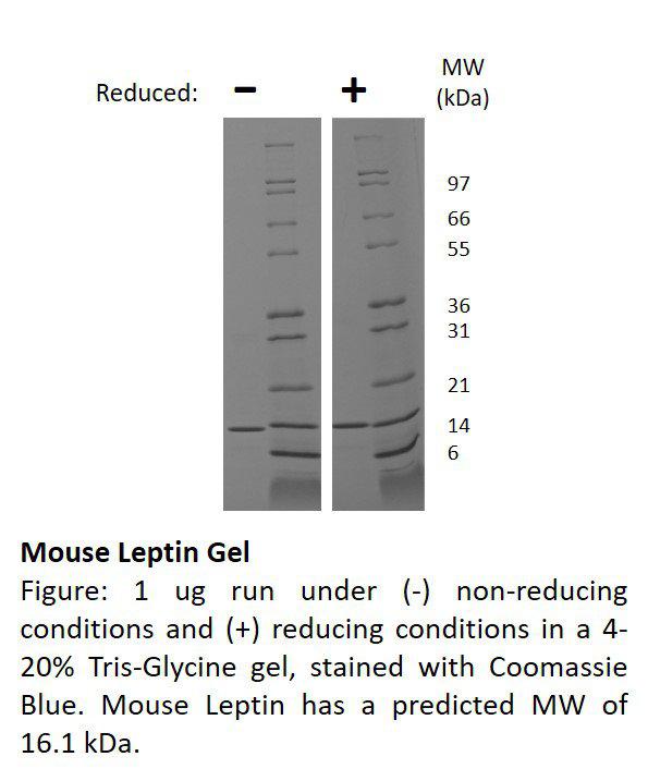 Mouse Leptin