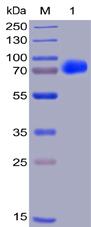 Figure 1. Human CS1, hFc-His Tag on SDS-PAGE under reducing condition.