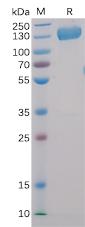 Recombinant human CD22 protein with C-terminal human Fc and 6×His tag