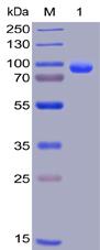 Recombinant human CD138 protein with C-terminal human Fc and 6×His tag