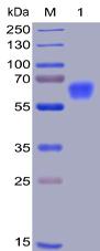 Recombinant human CD47 protein with C-terminal mouse Fc and 6×His tag