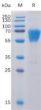Figure 1. Human CD27 Protein, mFc-His Tag on SDS-PAGE under reducing condition.