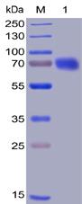 Figure 1. Human CD28 Protein, mFc-His Tag on SDS-PAGE under reducing condition.