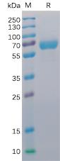 Figure 1. Human CD48 Protein, mFc-His Tag on SDS-PAGE under reducing condition.