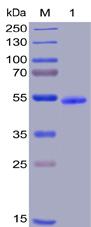 Recombinant human GITR protein with C-terminal human Fc and 6×His tag
