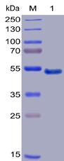 Figure 1. Human GITR Protein, mFc-His Tag on SDS-PAGE under reducing condition.