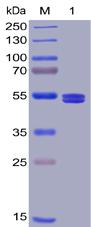 Recombinant human GITR Ligand protein with N-terminal mouse Fc and C-6×His tag