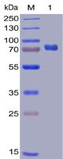 Recombinant human PD-L1 protein with C-terminal mouse Fc and 6×His tag