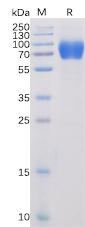 Recombinant human SLAMF1 protein with C-terminal mouse Fc and 6×His tag