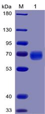 Recombinant human PD-1 protein with C-terminal mouse Fc and 6×His tag