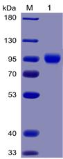 Figure 1. Human CD155 Protein, mFc-His Tag on SDS-PAGE under reducing condition.