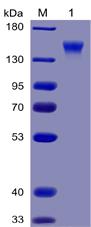 Figure 1. Human CD96 Protein, mFc-His Tag on SDS-PAGE under reducing condition.