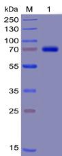 Figure 1. Human TIM3 Protein, mFc-His Tag on SDS-PAGE under reducing condition.