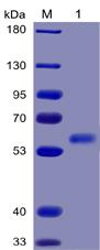 Figure 1. Human FLT3 Ligand Protein, mFc-His Tag on SDS-PAGE under reducing condition.