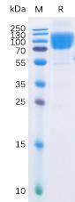 Recombinant human B7-2 protein with C-terminal mouse Fc and 6×His tag