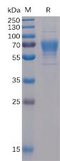 Figure 1. Human CD30 Ligand Protein, mFc-His Tag on SDS-PAGE under reducing condition.