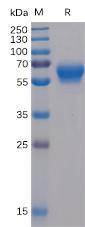 Figure 1. Human BTLA Protein, mFc-His Tag on SDS-PAGE under reducing condition.