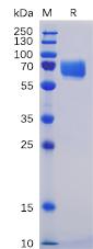 Recombinant human SLAMF5 protein with C-terminal mouse Fc and 6×His tag