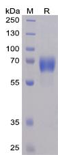 Recombinant human NTB-A protein with C-terminal mouse Fc and 6×His tag