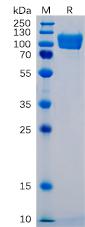 Recombinant human ICAM-1 protein with C-terminal mouse Fc tag