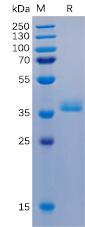 Recombinant human GPRC5D protein with C-terminal human Fc and 6×His tag