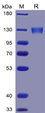 Figure 1. Human ACE2 Protein, mFc Tag on SDS-PAGE under reducing condition.