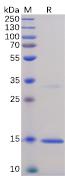 Recombinant human TNF alpha protein with C-terminal 6×His tag