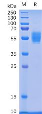 Recombinant human NKG2D protein with N-terminal mouse Fc