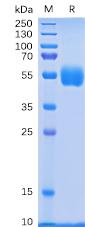 Recombinant human NKp30 protein with C-terminal human Fc