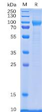 Recombinant human CD114 protein with C-terminal 6×His tag