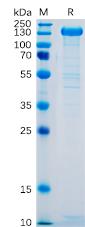 Recombinant human SELP protein with C-terminal human Fc tag