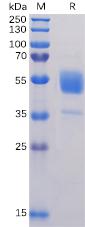 Recombinant Human CD37 protein with C-terminal human Fc tag