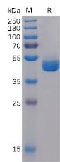 Figure 1. Human TIGIT Protein, hFc Tag on SDS-PAGE under reducing condition.