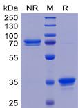 Figure 1. Human TweakR Protein, mFc Tag on SDS-PAGE under non-reducing(NR) and reducing(R) conditions.