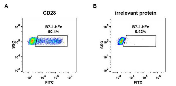 Recombinant human B7-1 protein with C-terminal human Fc tag