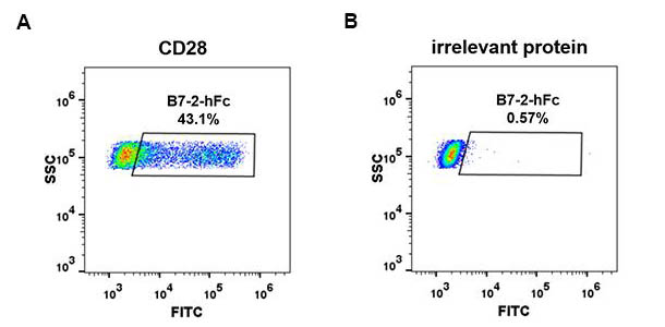 Recombinant human B7-2 protein with C-terminal human Fc tag