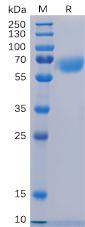 Figure 1. Human CD48 Protein, hFc Tag on SDS-PAGE under reducing condition.