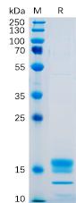 Recombinant human GITR protein with C-terminal His tag