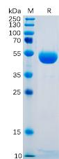 Figure 1. Human CTLA-4 Protein, hFc Tag on SDS-PAGE under reducing condition.