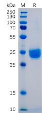 Recombinant human PD-L1 protein with C-terminal 6×His tag