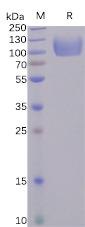 Recombinant human CD155 protein with C-terminal human Fc tag