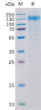 Recombinant human Her2 Protein with C-6×His tag