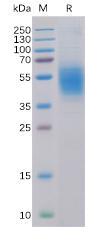 Recombinant human CLEC12A Protein with C-6×His tag