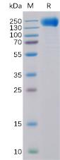 Recombinant human EGFR Protein with C-6×His tag