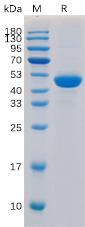 Figure 1. Human CD40 Ligand Protein, hFc Tag on SDS-PAGE under reducing condition.