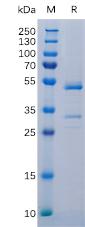 Recombinant Human TNFSF12 Protein with N-terminal Human Fc tag