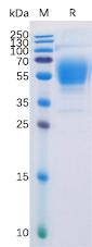Recombinant Human CB1 protein with C-terminal human Fc