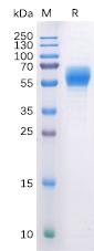 Recombinant Human CB1 protein with C-terminal human Fc