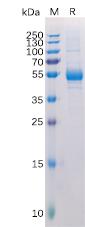 Recombinant human TNFSF11 Protein with N-terminal Human Fc tag
